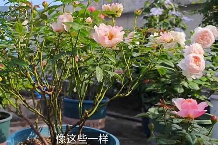 怎么让月季爆笋