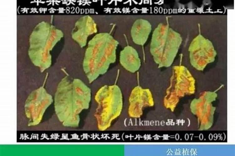 辣椒缺镁症病因