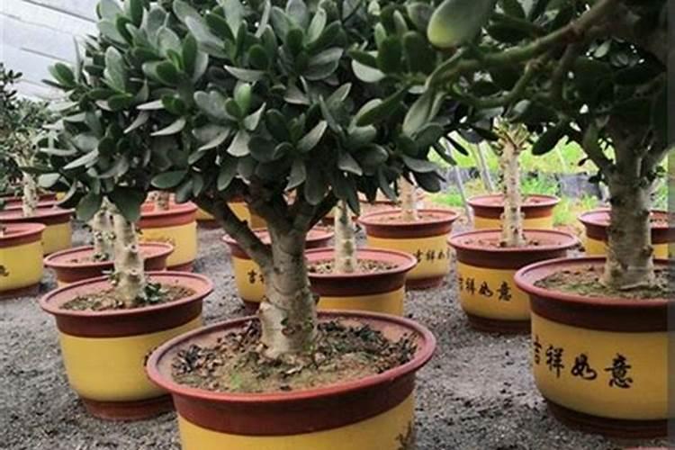 江苏淮北地区可以种植黑小麦吗？