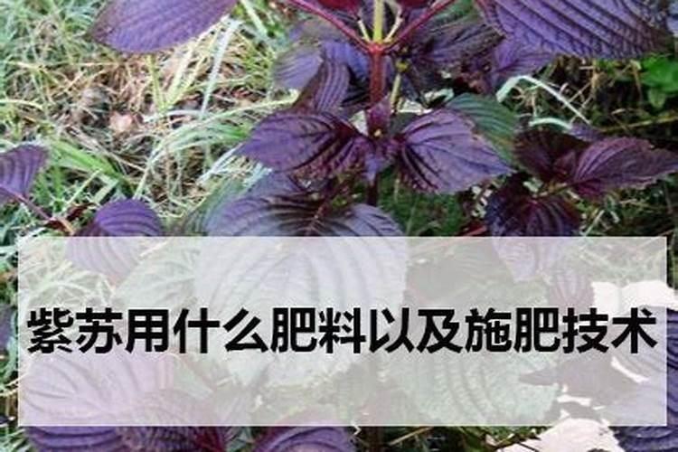 紫苏种植用肥