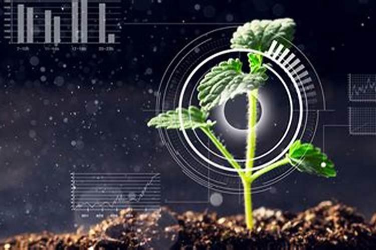 种植板蓝根一亩地需多少成本