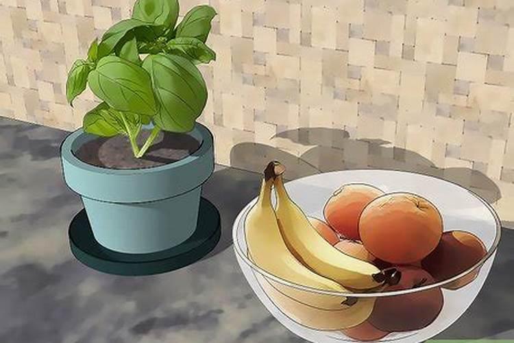 杨梅树种植技术及病虫害防治