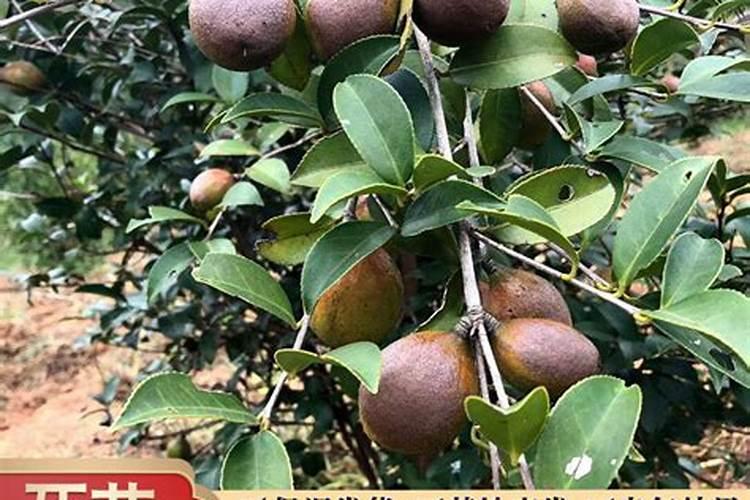 常见的氮肥、磷肥、钾肥、复合肥有哪些……