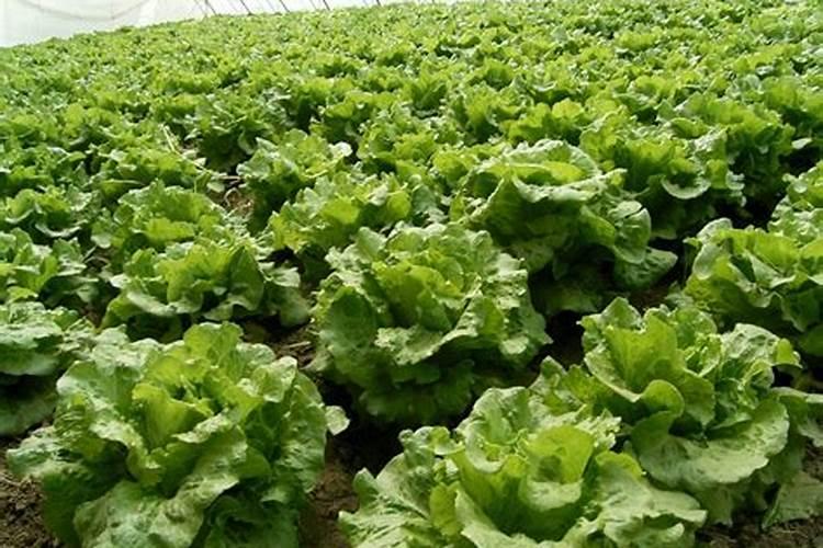 生菜叶片增厚用什么叶面肥