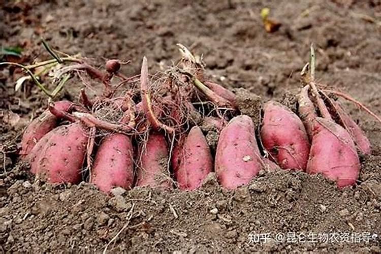 种植马铃薯怎样喷施叶面肥？马铃薯什么时候要喷施叶面肥？