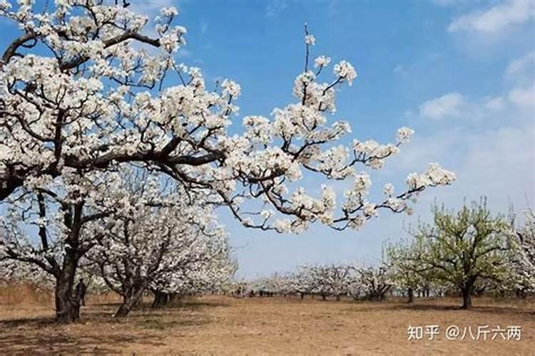 梨树追肥注意什么