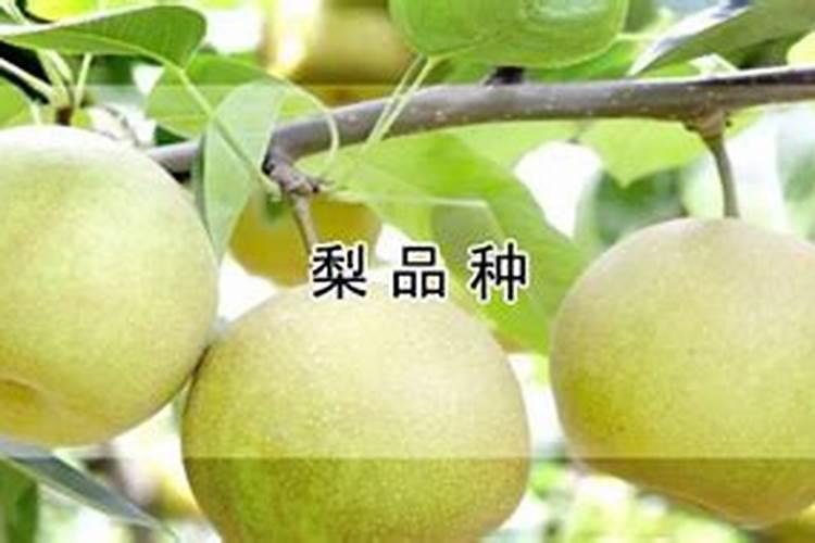 梨树追肥注意什么