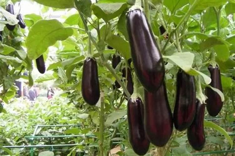 茄子开花结果期怎么施肥和管理 茄子开花结果期怎么施肥和管理呢百度...