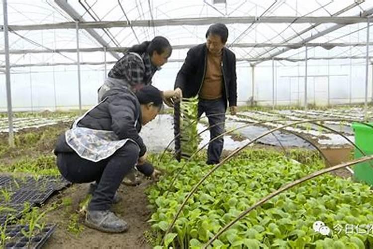 蔬菜用什么叶面肥好？