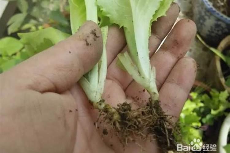 叶菜用什么叶面肥能使茎杆粗壮叶面肥大？