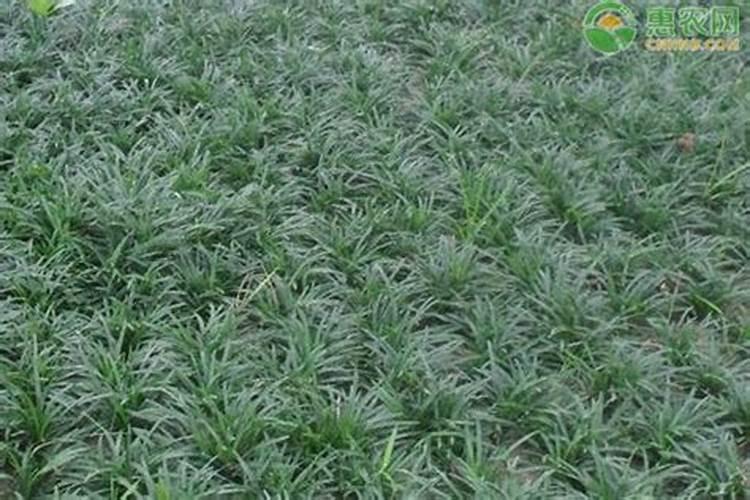 钾肥是什么肥料 植物缺少钾肥会怎么样