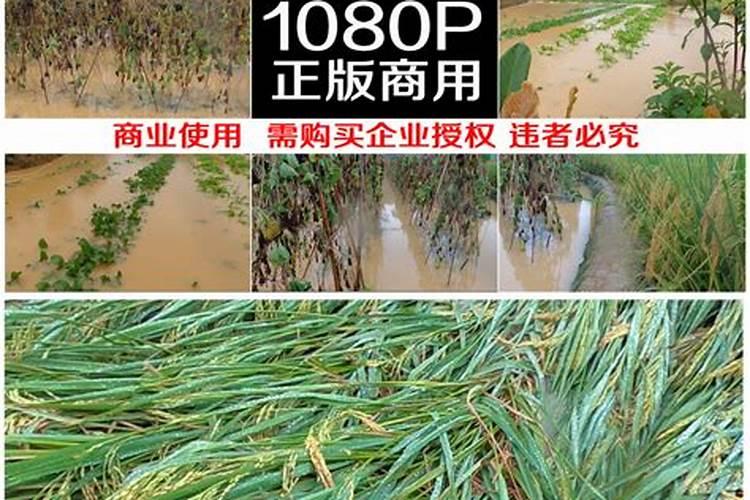 哪个牌子的叶面肥效果最好。