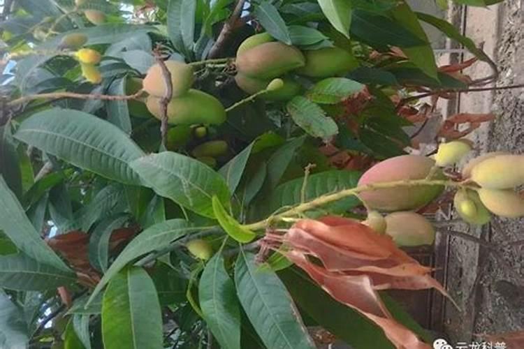 高产芒果需要掌握什么种植技巧 芒果施肥方法介绍