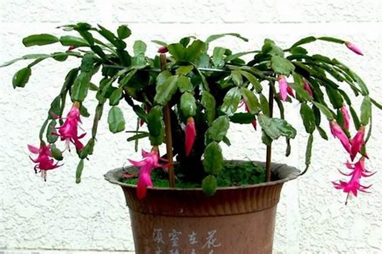 蟹爪兰度夏都有哪些技巧