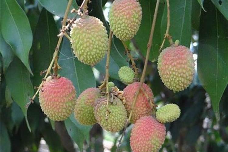 阳台爬藤月季种植技巧