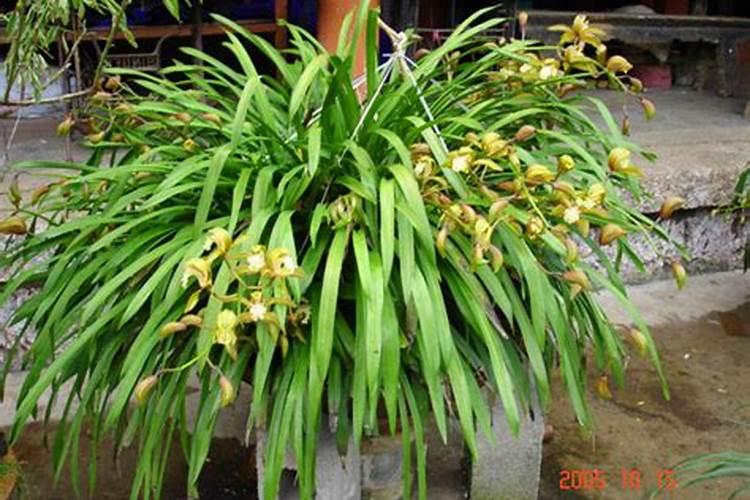 虎头兰花种植注意事项 虎头兰花的种植方法