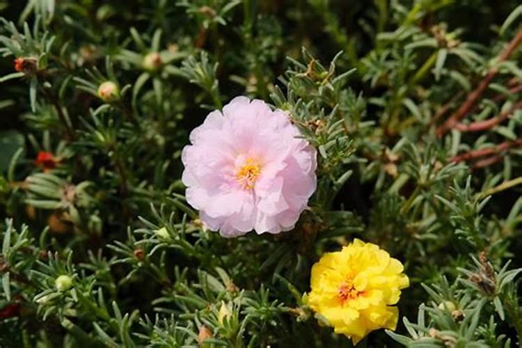 太阳花施什么肥才能花大叶盛？