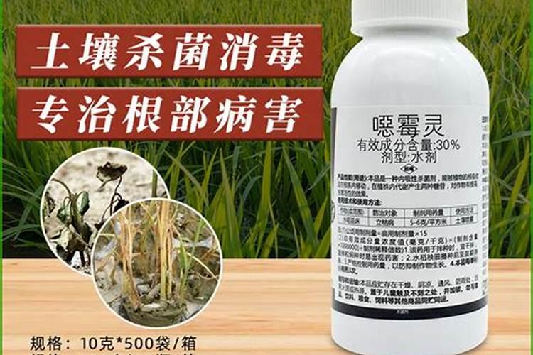 兰花防两腐用什么药好