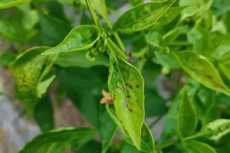 夏玉米种植怎么防止蓟马和灰飞虱 病虫害养殖方法