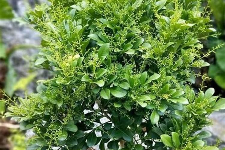 用磷酸二氢钾给米兰花催花需要注意些什么