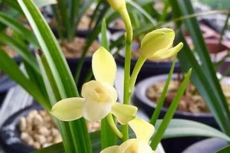 白兰花用什么肥料最好(白兰花怎么施肥长得快开花多)