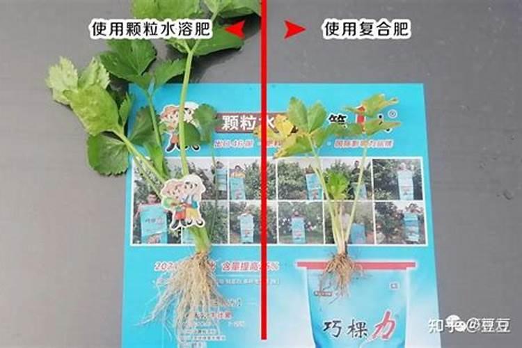 颗粒水溶肥和液体水溶肥哪个更好