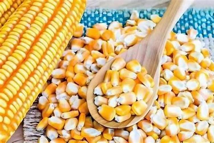 玉米上什么化肥最好