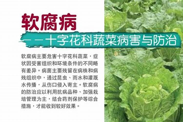 甜瓜软腐病用什么药好