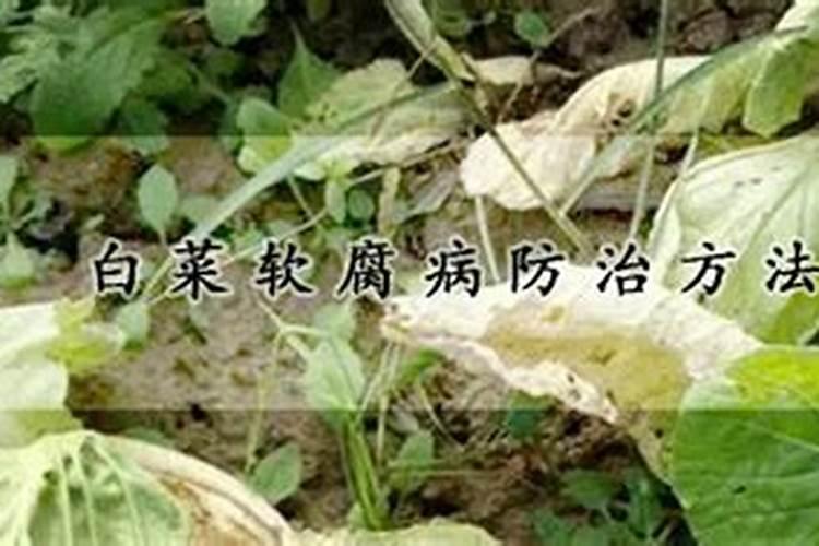 兰花防两腐用什么药好