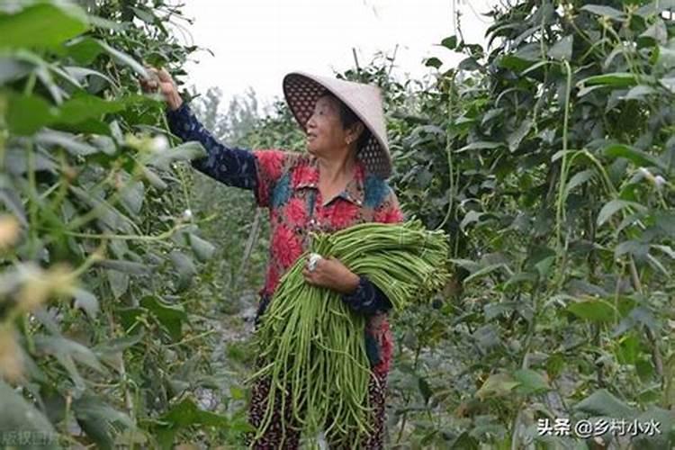 豆角花期追什么肥