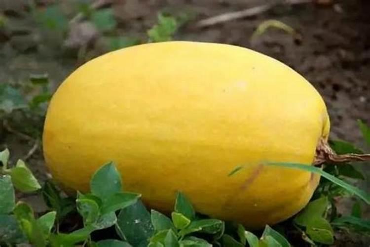 香炉瓜适合用什么肥料