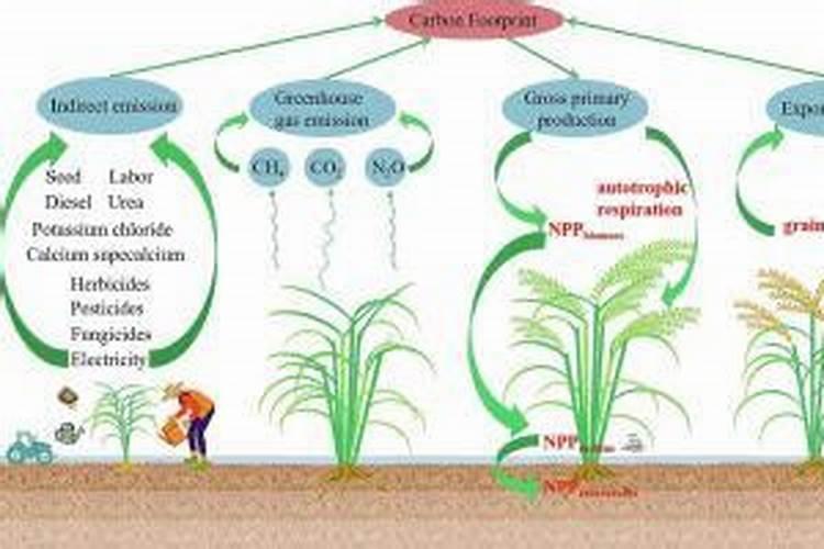 在生产上如何调节植物的根冠比以提高产量