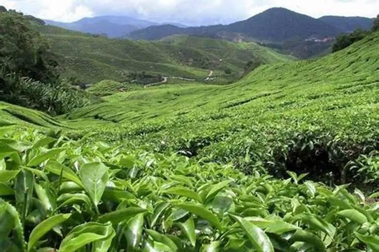 茶树如何施肥: