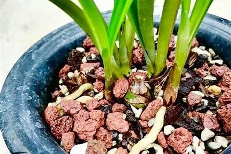 什么肥料对兰花发芽生根开花最好