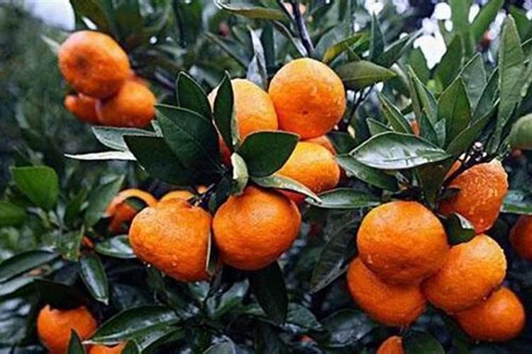 沃柑用什么肥料最好