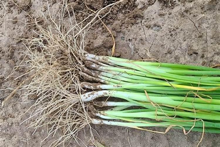在大葱种植过程中出现烂根现象,具体是什么原因呢？