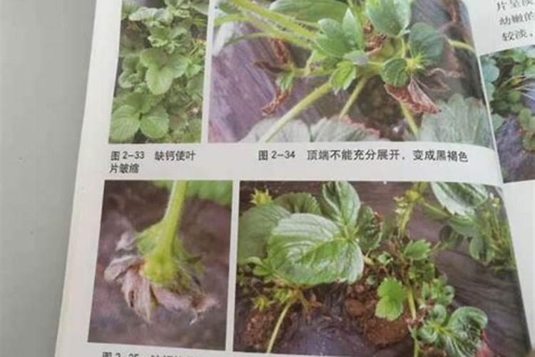 柠檬酸发酵的生产工艺过程