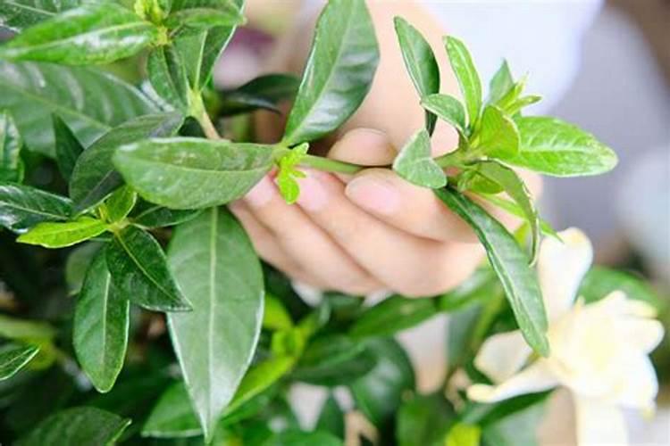 栀子花不开花的原因及解决方法,6个方面教你完美解决