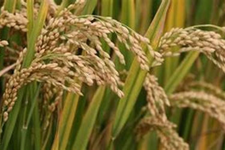 2026年初土豆市场行情怎么样