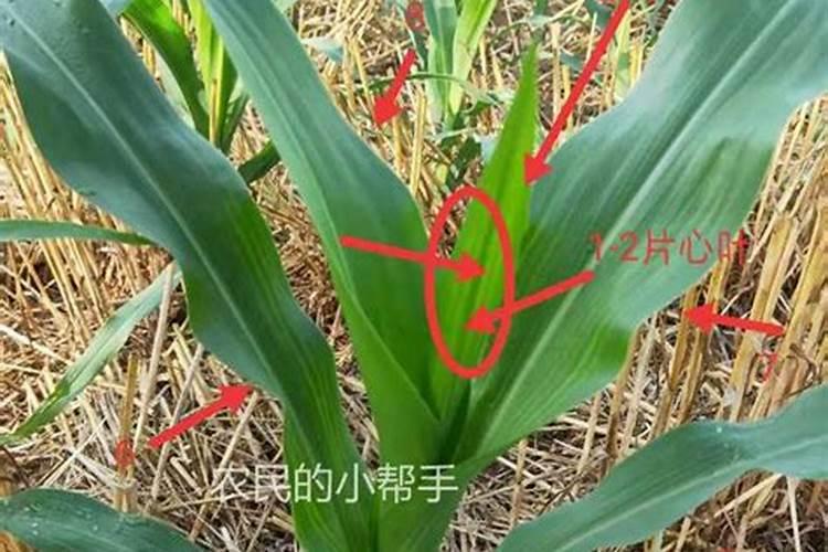 玉米生长慢打什么叶面肥好