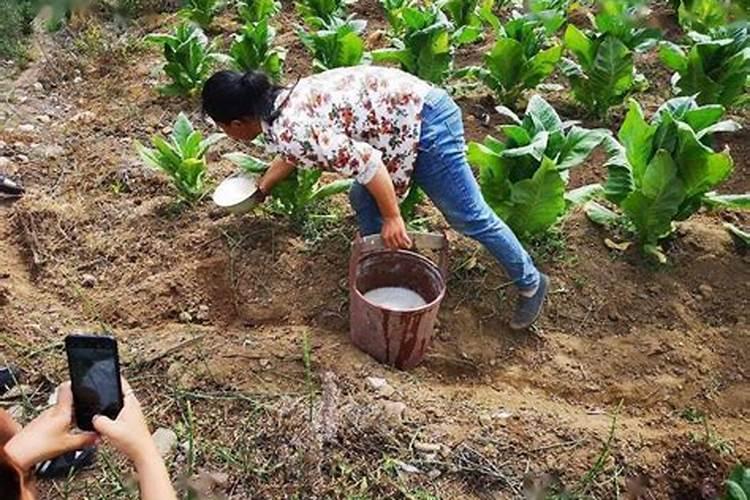水培铜钱草怎么爆盆