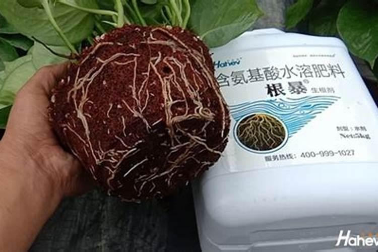 盐硝碱散心生根肥怎么用