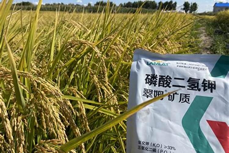 水稻磷酸二氢钾啥时候喷