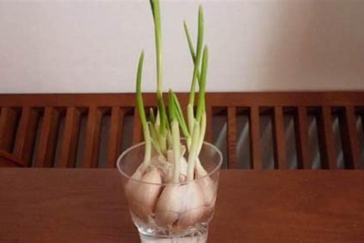 大蒜追肥用什么肥料好