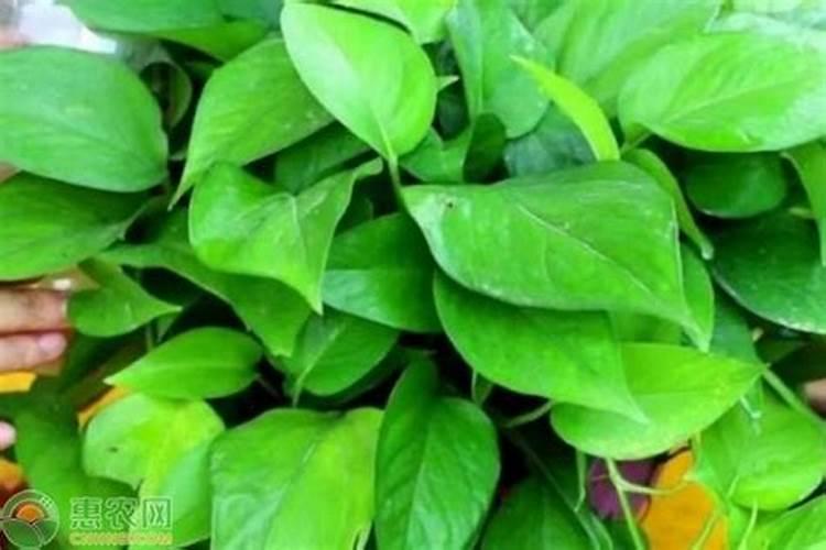养花草用什么肥料好、绿植用什么肥料最好
