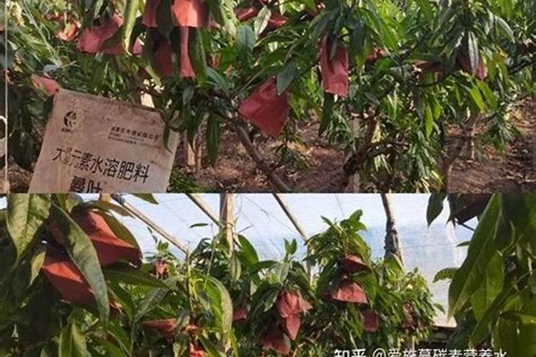 请问桃树可以施用氯化钾复合肥吗？
