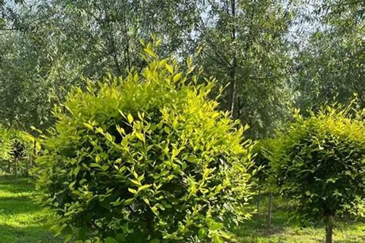 金叶榆球金叶榆球金叶榆球是乔木还是灌木