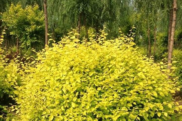 金叶榆球简介资料(描述金叶榆球的种植方法)