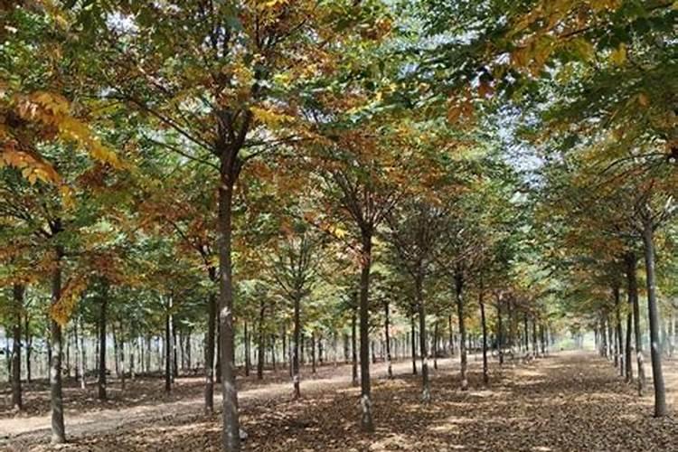 红榉树小苗用什么肥料