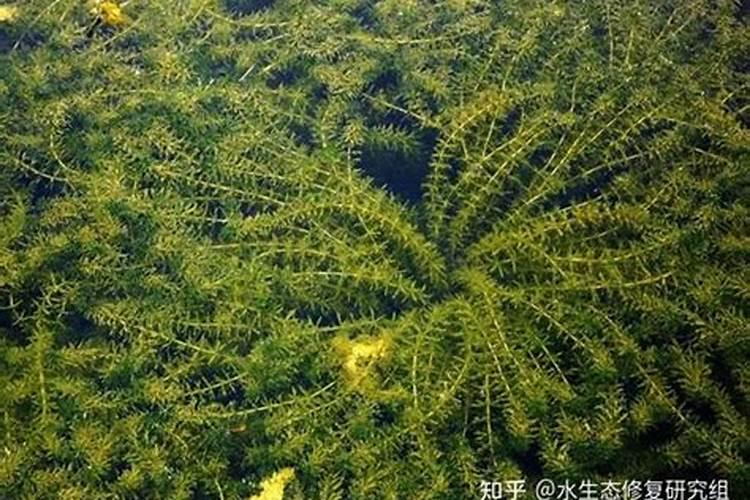 轮叶黑藻喜欢什么肥料